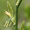 Lolium rigidum