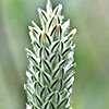 Phalaris minor