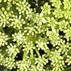 Crithmum  maritimum