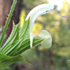 Salvia samuelssonii