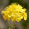 Hypericum scabrum