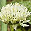 Allium israeliticum