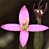 Centaurium tenuifolium