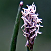 Eleocharis palustris