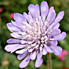 Knautia bidens