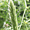 Polypogon maritimus