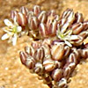 Polycarpon succulentum