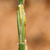 Elytrigia juncea