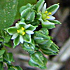 Polycarpon tetraphyllum