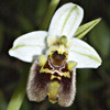 Ophrys bornmuelleri