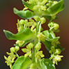Cruciata articulata