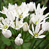 Allium trifoliatum