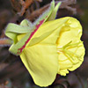 Oenothera drummondii
