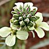 Erysimum crassipes