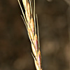 Aegilops sharonensis