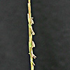 Aegilops longissima