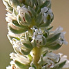 Reseda decursiva