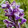 Orchis syriaca