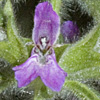 Stachys zoharyana