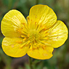 Ranunculus cuneilaminatus