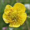 Ranunculus constantinopolitanus