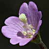 Epilobium tetragonum