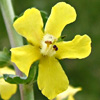 Verbascum agrimoniifolium