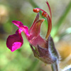 Teucrium divaricatum