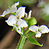 Galium pisiferum