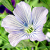 Linum usitatissimum