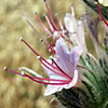 Echium  glomeratum