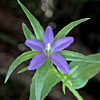 Legousia falcata