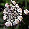 Oenanthe silaifolia