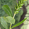 Salix alba