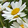 Anthemis bornmuelleri