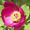 Paeonia mascula