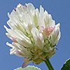 Trifolium argutum