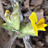 Medicago blncheana