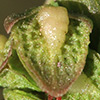 Rumex pulcher