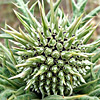 Echinops viscosus