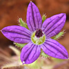 Campanula stellaris