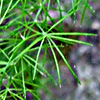 Asparagus palaestinus