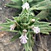 Stachys palaestina