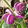 Phlomis pungens