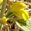 Phlomis brachyodon