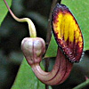 Aristolochia sempervirens