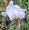 Iris westii