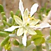 Zygophyllum dumosum