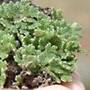 Azolla filiculoides