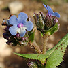 Anchusa ovata